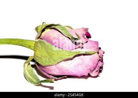 Nahaufnahme einer getrockneten Roten Rose Blume und Blütenblätter Stockfoto
