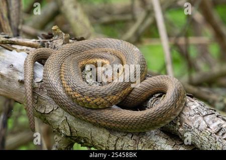 Östliche Strumpfschlange (Thamnophis sirtalis sirtalis), Gemeine Strumpfschlange Stockfoto