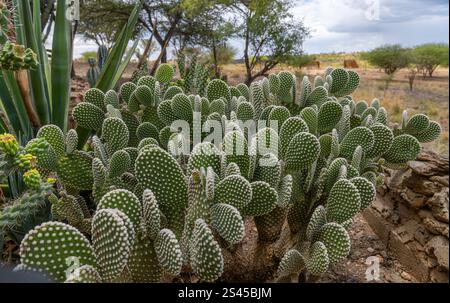 Detaillierte Ansicht des Opuntia-Kaktusses im Garten einer Bergkette, Namibia Stockfoto