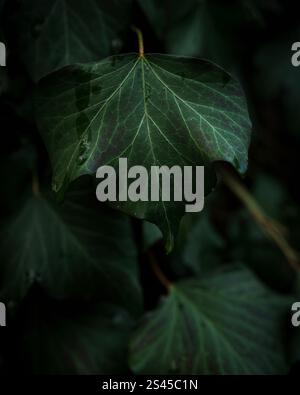 Wald- und Mistic-Farben Stockfoto