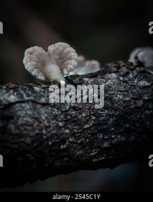 Wald- und Mistic-Farben Stockfoto