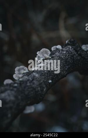Wald- und Mistic-Farben Stockfoto