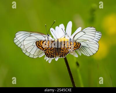 Zwei schwarze weiße Schmetterlinge und eine Glanville Fritillary auf einer Ochsenauge Daisy Stockfoto