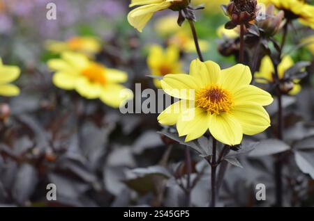 Dahlia Happy Single Party ('HS Party'PBR) (Happy Single Series) (Sin) mit Dahlien im Hintergrund, Juli, UK. Stockfoto