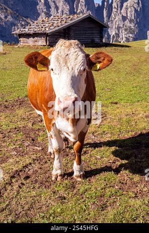 Kuh auf der Seiser Alm, Italien Stockfoto