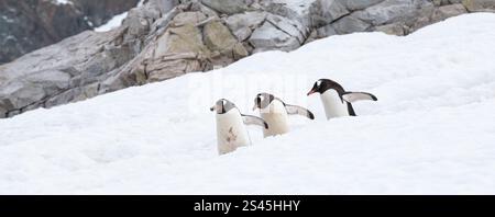 Lustige Pinguine, die in der Antarktis im Schnee spazieren. Stockfoto