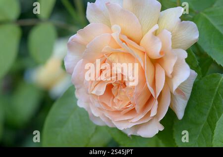 Rosa „Just Joey“; Einzelaufnahme der Rose in einem Garten, London, UK. 1994 wurde er in die Rose Hall of Fame als „World's Favorite Rose“ aufgenommen. Stockfoto