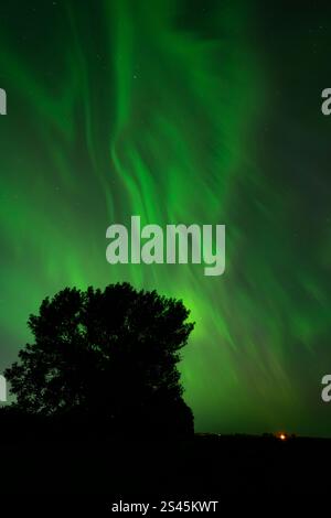 Nordlichter über und in der Nähe von Winkler, Manitoba, Kanada. Stockfoto