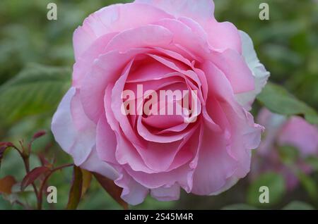Single Pink Rosa „Westminster Pink“ („Fryamour“ PBR) in einem Garten, London, Großbritannien. Stockfoto