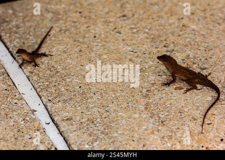 Zwei Eidechsen sind auf einem Betonboden. Einer ist braun und der andere braun Stockfoto
