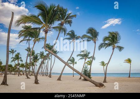 Palmen am Juanillo Beach - Punta Cana, Dominikanische Republik Stockfoto