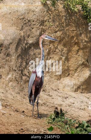 Goliath Reiher, Goliathreiher, Héron goliath, Ardea goliath, óriásgém, Kazinga Channel, Queen Elizabeth National Park, Uganda, Ostafrika Stockfoto