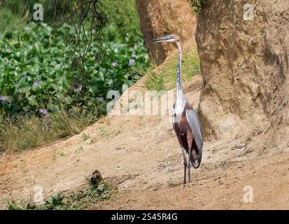 Goliath Reiher, Goliathreiher, Héron goliath, Ardea goliath, óriásgém, Kazinga Channel, Queen Elizabeth National Park, Uganda, Ostafrika Stockfoto