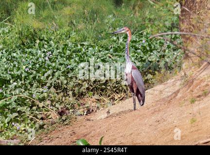 Goliath Reiher, Goliathreiher, Héron goliath, Ardea goliath, óriásgém, Kazinga Channel, Queen Elizabeth National Park, Uganda, Ostafrika Stockfoto