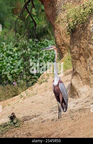 Goliath Reiher, Goliathreiher, Héron goliath, Ardea goliath, óriásgém, Kazinga Channel, Queen Elizabeth National Park, Uganda, Ostafrika Stockfoto