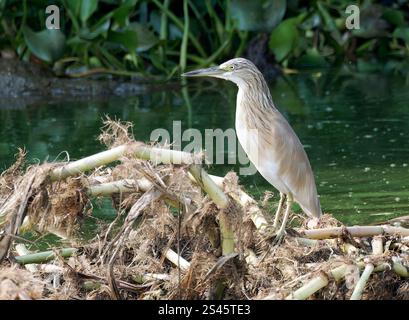 Rallenreiher, Crabier chevelu, Ardeola ralloides, üstökösgém, Kazinga Channel, Queen Elizabeth National Park, Uganda, Ostafrika Stockfoto