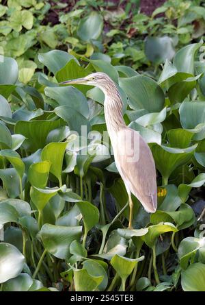 Rallenreiher, Crabier chevelu, Ardeola ralloides, üstökösgém, Kazinga Channel, Queen Elizabeth National Park, Uganda, Ostafrika Stockfoto