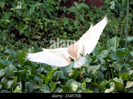 Rallenreiher, Crabier chevelu, Ardeola ralloides, üstökösgém, Kazinga Channel, Queen Elizabeth National Park, Uganda, Ostafrika Stockfoto