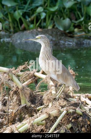 Rallenreiher, Crabier chevelu, Ardeola ralloides, üstökösgém, Kazinga Channel, Queen Elizabeth National Park, Uganda, Ostafrika Stockfoto