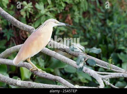 Rallenreiher, Crabier chevelu, Ardeola ralloides, üstökösgém, Kazinga Channel, Queen Elizabeth National Park, Uganda, Ostafrika Stockfoto