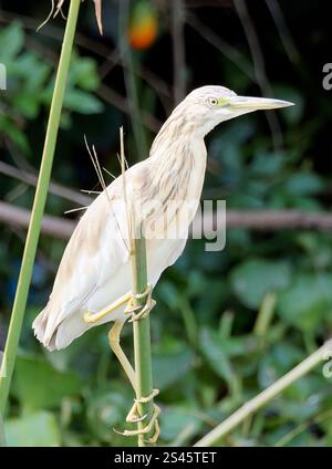 Rallenreiher, Crabier chevelu, Ardeola ralloides, üstökösgém, Kazinga Channel, Queen Elizabeth National Park, Uganda, Ostafrika Stockfoto