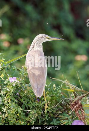 Rallenreiher, Crabier chevelu, Ardeola ralloides, üstökösgém, Kazinga Channel, Queen Elizabeth National Park, Uganda, Ostafrika Stockfoto
