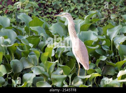 Rallenreiher, Crabier chevelu, Ardeola ralloides, üstökösgém, Kazinga Channel, Queen Elizabeth National Park, Uganda, Ostafrika Stockfoto