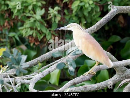 Rallenreiher, Crabier chevelu, Ardeola ralloides, üstökösgém, Kazinga Channel, Queen Elizabeth National Park, Uganda, Ostafrika Stockfoto