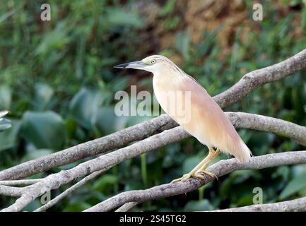 Rallenreiher, Crabier chevelu, Ardeola ralloides, üstökösgém, Kazinga Channel, Queen Elizabeth National Park, Uganda, Ostafrika Stockfoto