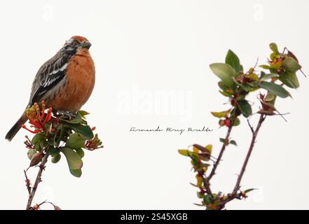 Rotschwanzschaber (Phytotoma rara) Stockfoto