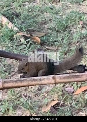 Graubauchhörnchen (Callosciurus caniceps) Stockfoto