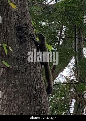 Graubauchhörnchen (Callosciurus caniceps) Stockfoto