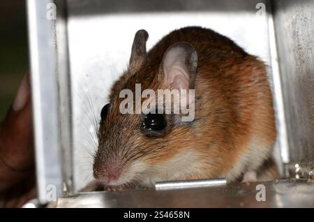 Bushveld-Gerbil (Gerbilliscus leucogaster) Stockfoto