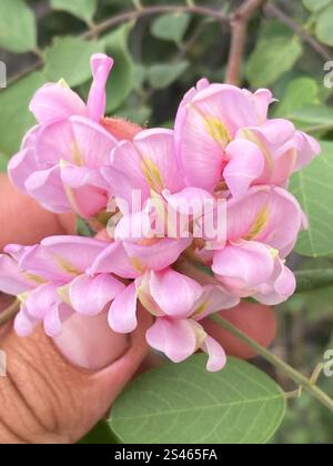 New Mexico Heuschrecke (Robinia neomexicana) Stockfoto