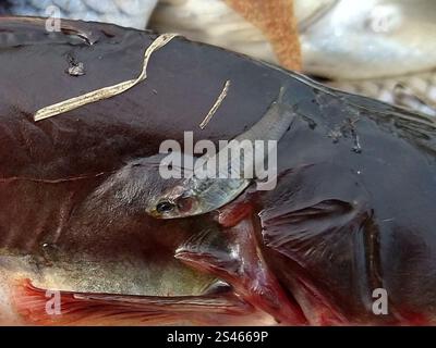 Westliche Moskitofisch (Gambusia affinis) Stockfoto