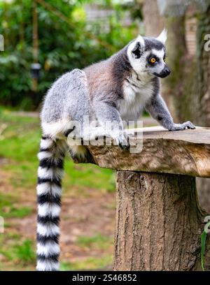 Lemur ruht auf einer Holzstütze Stockfoto