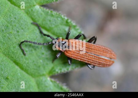 Cosnards Netzflügelkäfer (Erotides cosnardi) Stockfoto