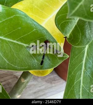 Östliche Bandflügelfliege (Hypocritanus fascipennis) Stockfoto
