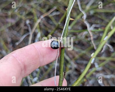 Roundleaf greenbrier (Smilax rotundifolia) Stockfoto