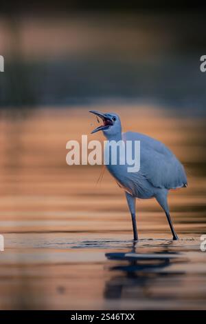Kleiner Reiher (Egretta garzetta), Erwachsener auf der Suche nach Essen und Halt für Fotos, aufgenommen im rumänischen Donaudelta Stockfoto