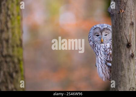 Uraleule (Strix uralensis), morgens sehr schläfrig, Foto in Rumänien Stockfoto