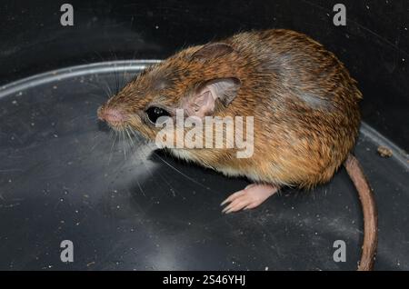 Bushveld-Gerbil (Gerbilliscus leucogaster) Stockfoto