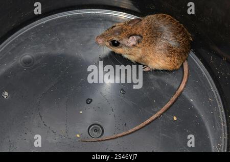 Bushveld-Gerbil (Gerbilliscus leucogaster) Stockfoto