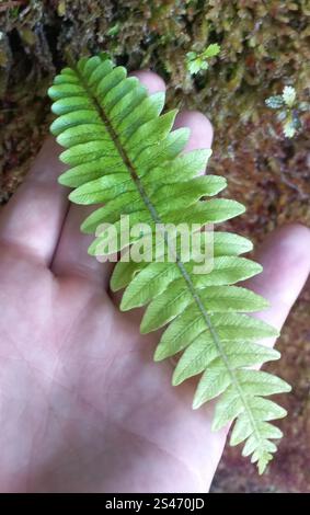 Kronfarn (Lomaria-Verfärbung) Stockfoto