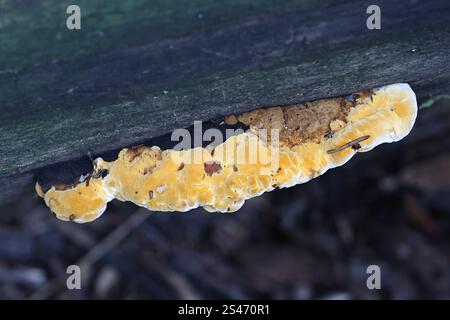 Gloeophyllum odoratum, allgemein bekannt als Anise Mazegill, Bracket Pilz aus Finnland Stockfoto