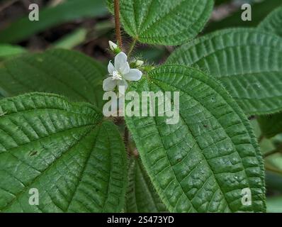 Kosters Fluch (Miconia crenata) Stockfoto