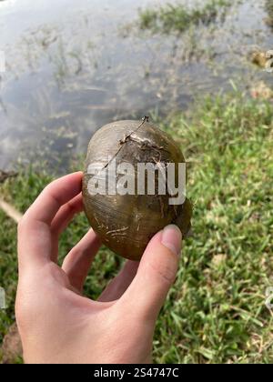 Insel Apfelschnecke (Pomacea maculata) Stockfoto