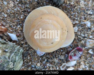 Puerto-ricanische Baumschnecke (Caracolus caracolla) Stockfoto