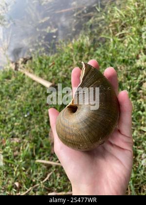 Insel Apfelschnecke (Pomacea maculata) Stockfoto