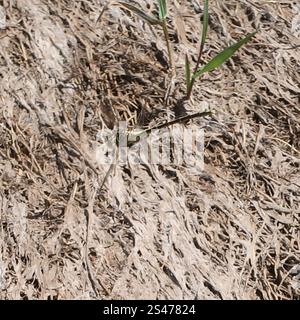 Gelb gestreifter Jäger (Austrogomphus guerini) Stockfoto